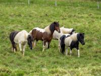 Gruppe gescheckter Islandpferde